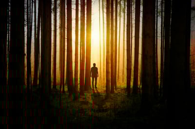Finding Your Way Through the Forest: Overcoming Obstacles and Gaining Perspective