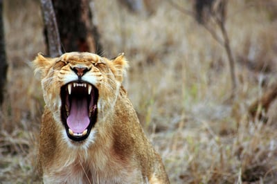 Understanding Anger: Navigating the Neuroscience Behind Our Emotions